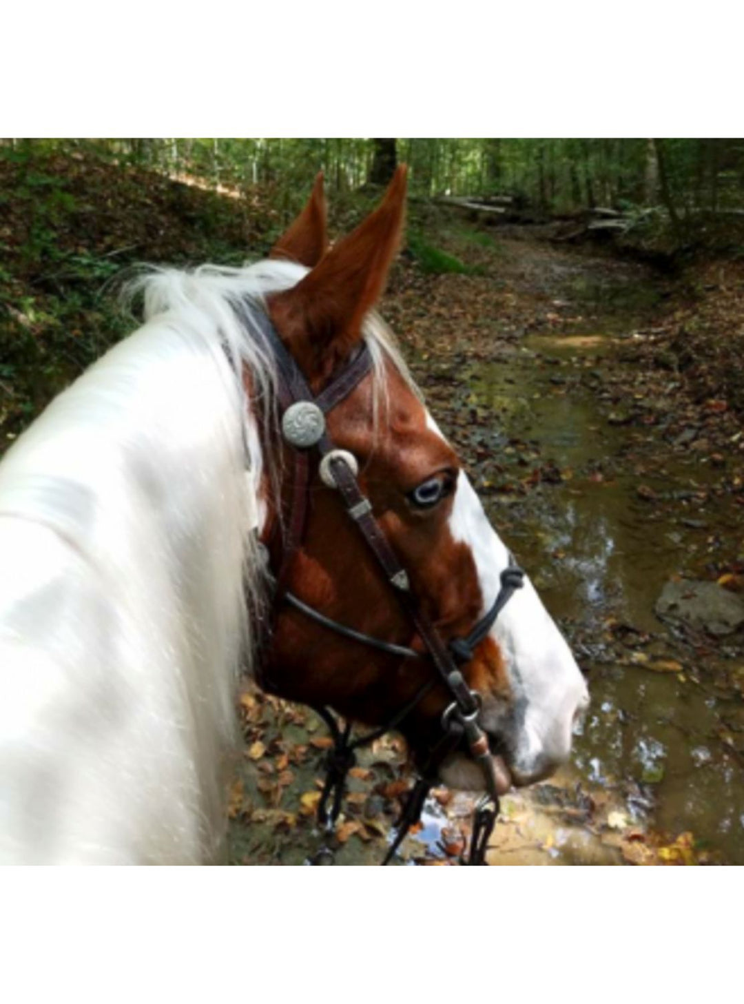 Horse with a glossy white mane maintained using Hydrate 24 and Mane-ly Long Hair grooming system.
