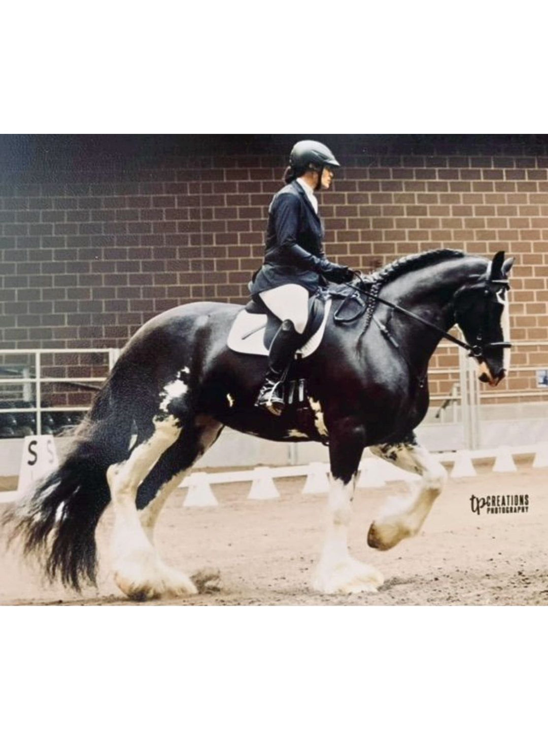 Dressage horse with glossy black and white coat and flowing feathering, showing healthy shine and softness from Mane-ly Long Hair Repair Conditioner.