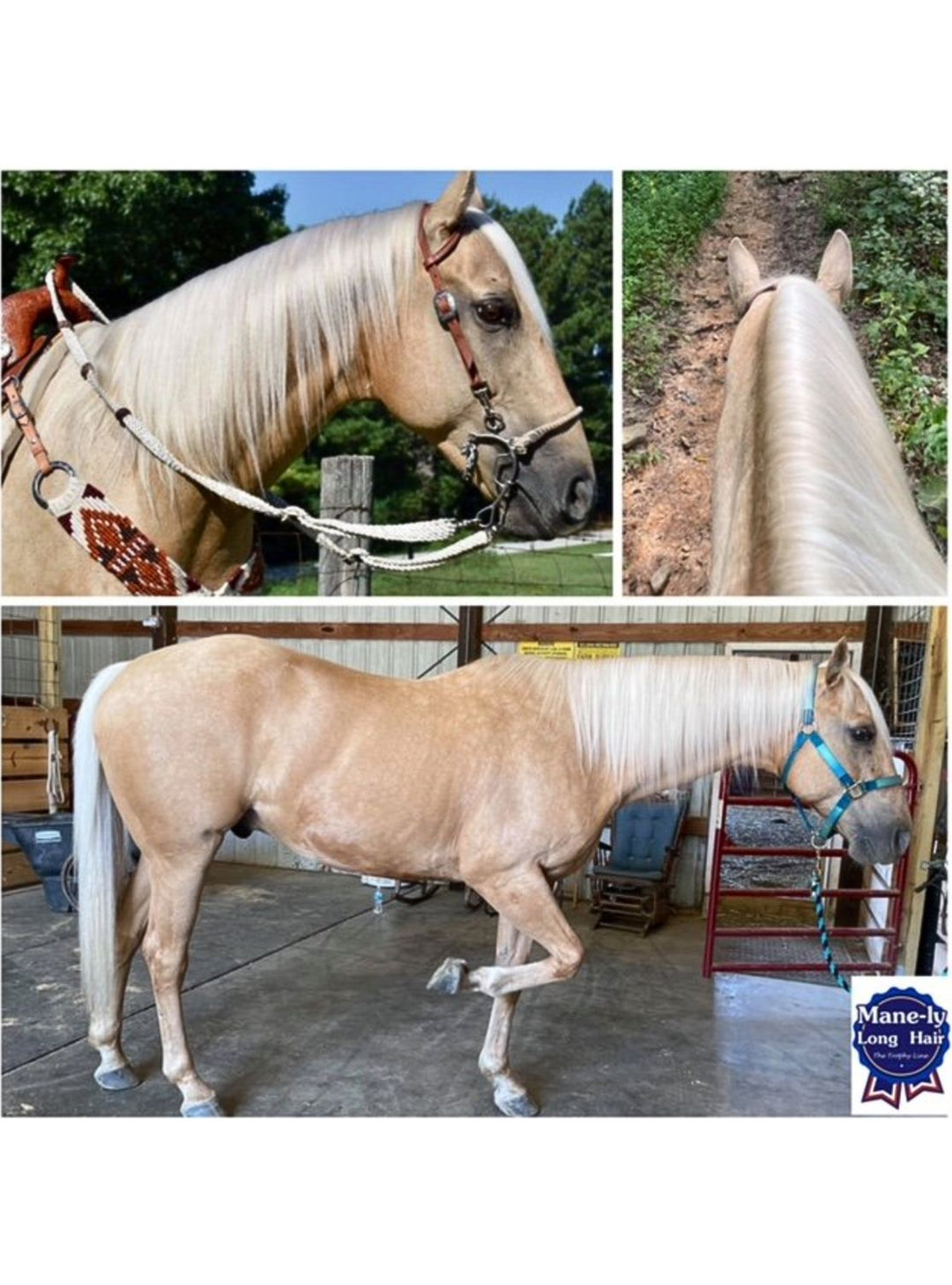 Collage of a palomino horse with a silky, clean mane after using Mane-ly Restore Shampoo, shown on the trail and in a grooming bay.