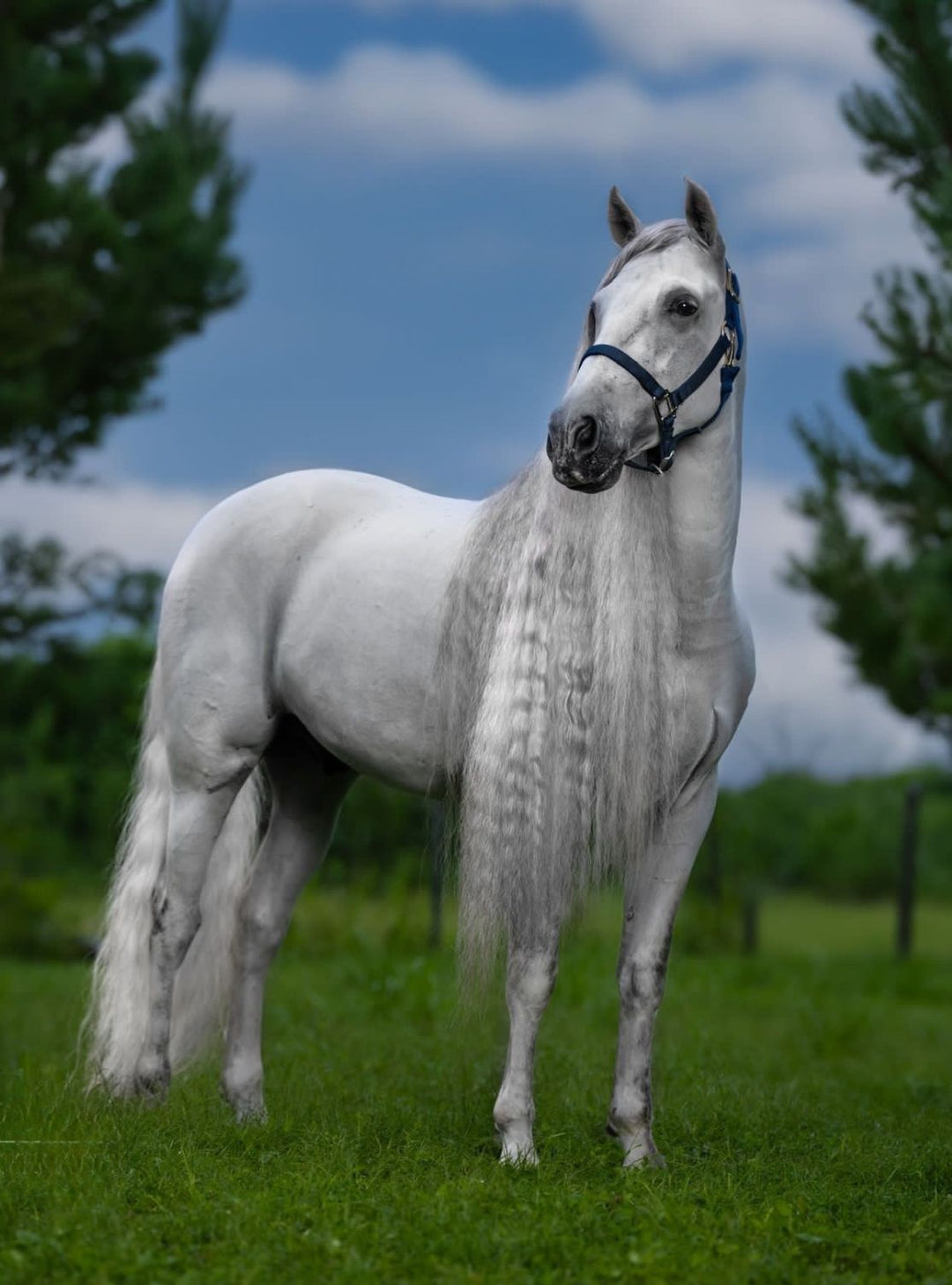Stunning white horse with a glossy coat and ultra-long, crimped mane, showcasing the results of Mane-ly Long Hair Shock 2.0 deep conditioning treatment.