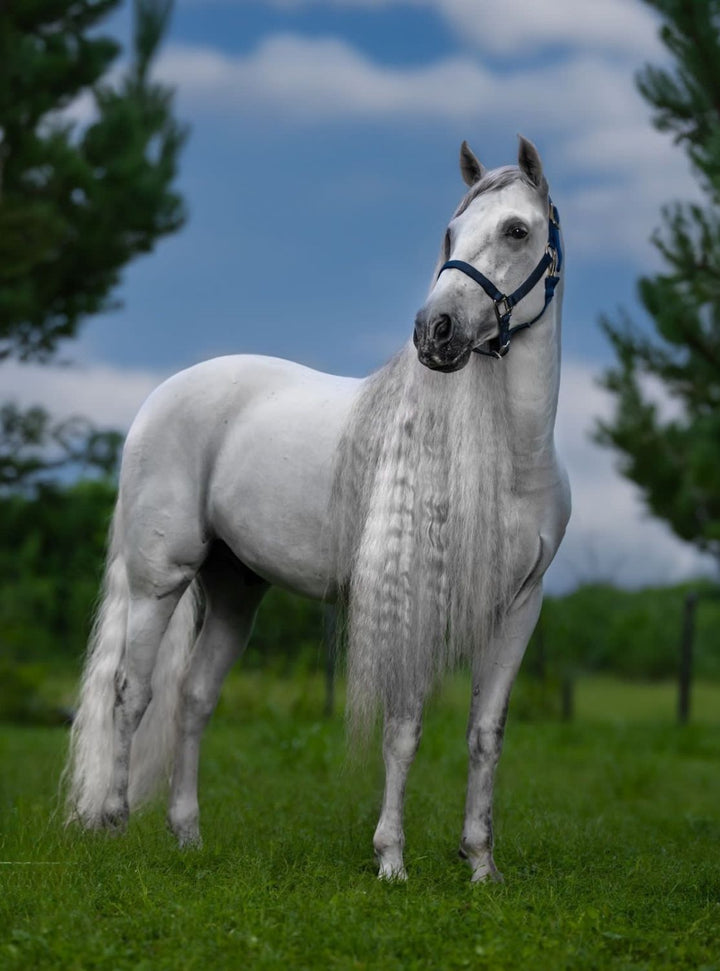Stunning white horse with a glossy coat and ultra-long, crimped mane, showcasing the results of Mane-ly Long Hair Shock 2.0 deep conditioning treatment.