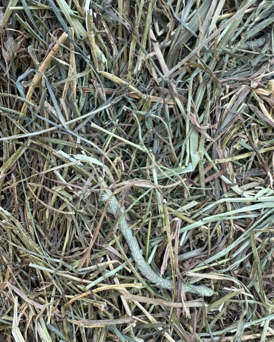 Close-up of orchard alfalfa timothy hay blend showing soft stems and mixed forage texture