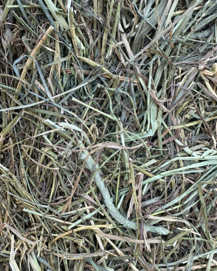 Close-up of orchard alfalfa timothy hay blend showing soft stems and mixed forage texture