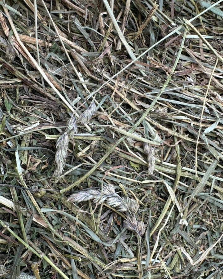 Detailed view of orchardgrass and timothy grass heads within alfalfa hay blend.