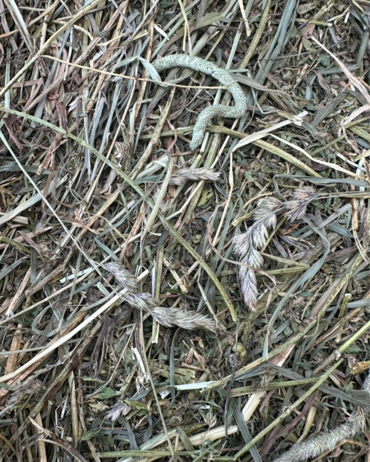 Mixed composition of orchard grass alfalfa and timothy hay showing leaf and stem balance