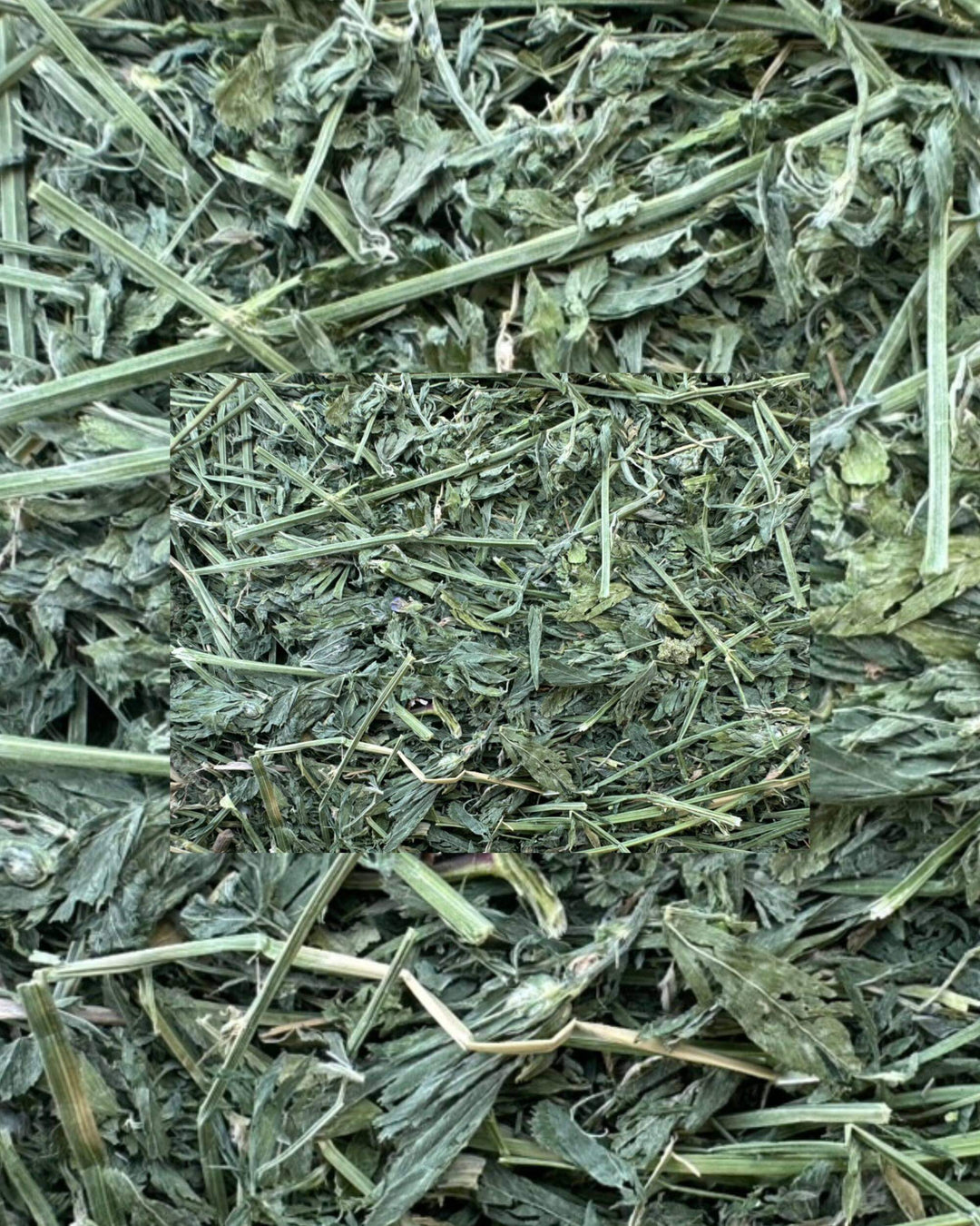 Close-up texture of second cutting Western alfalfa hay showing high leaf content and soft stem structure